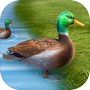 Real Duck Life Simulator 3D