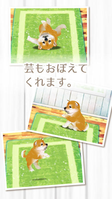 My Dog Life -Japanese Shiba Inu Edition- Game Screenshot