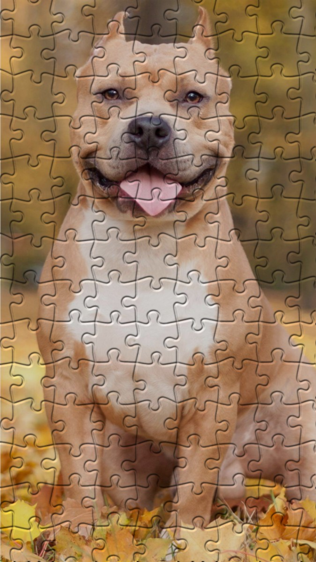 Pitbulls Jigsaw Puzzles Game Screenshot