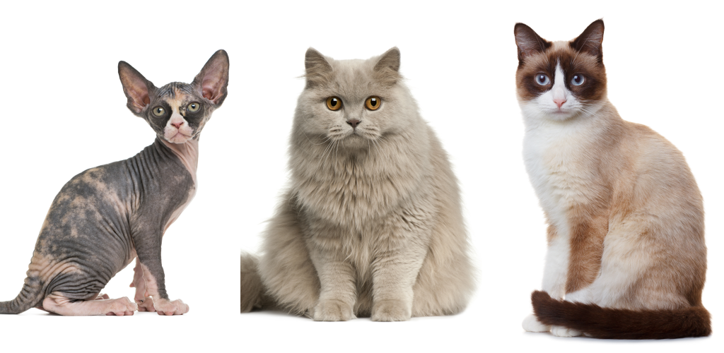 Banner of 猫の品種：子猫に関する写真クイズ。 すべての品種を推測します 3.1.0