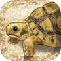 Icon of Tortoise Aquarium Free