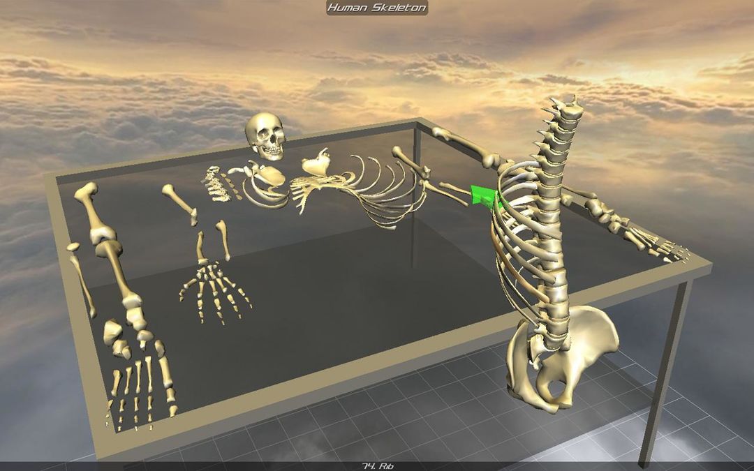 Screenshot of Body Disassembly 3D