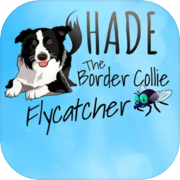 SHADE The Border Collie Flycatcher