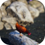 Unlucky Chicken
