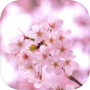 脱出ゲーム 春桜