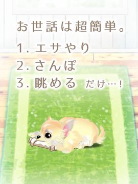 癒しの子犬育成ゲーム〜チワワ編〜 게임 스크린샷