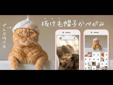  ภาพหน้าจอของวิดีโอ Wallpaper: Cats' Hair Hats