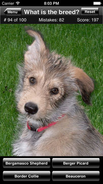 Dog Breed Quiz Game Screenshot