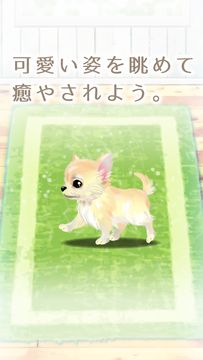 癒しの子犬育成ゲーム〜チワワ編〜 게임 스크린샷