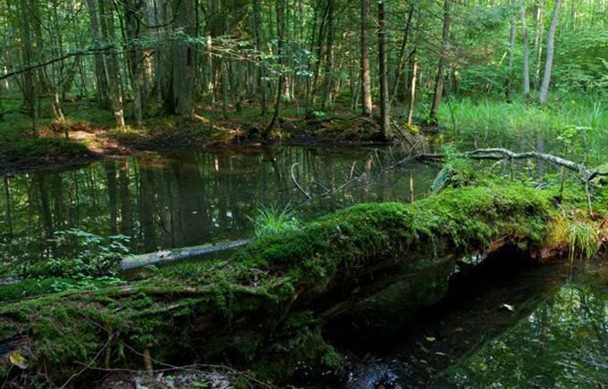 放棄された森林の宝物 ゲームのスクリーンショット