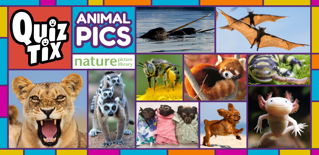 Banner of QuizTix: Animal Pics Trivia - คลังภาพธรรมชาติ 2.00.31