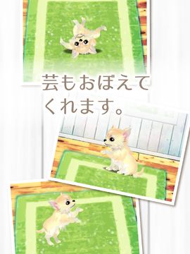 癒しの子犬育成ゲーム〜チワワ編〜 게임 스크린샷