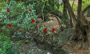 Chill Forest Escape 게임 스크린샷