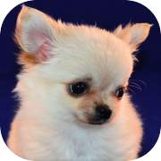 Healing Puppy Training Game ~ Edizione Chihuahua ~
