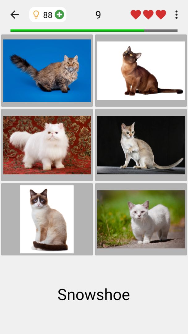 Screenshot of Cats Quiz Guess Popular Breeds