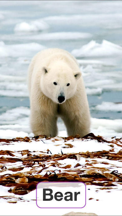 Toddler Flashcards HD: Baby Learning Games & Apps Game Screenshot