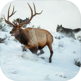 Deer Hunter : 야생 동물 사냥꾼 시뮬레이터