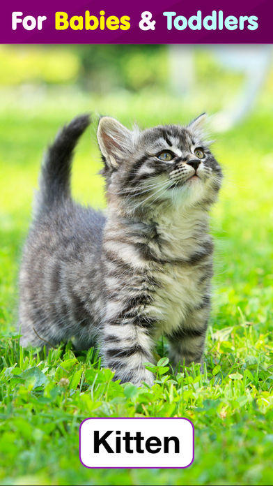 Toddler Flashcards HD: Baby Learning Games & Apps Game Screenshot