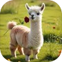 Wild Llama Life Simulator のアイコン