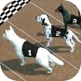 Crazy Dog Racing
