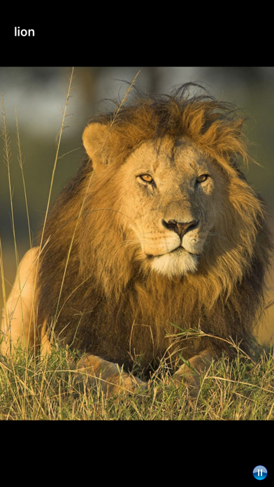 African Animals 게임 스크린샷