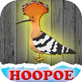 The Hoopoe Rescue From Cage