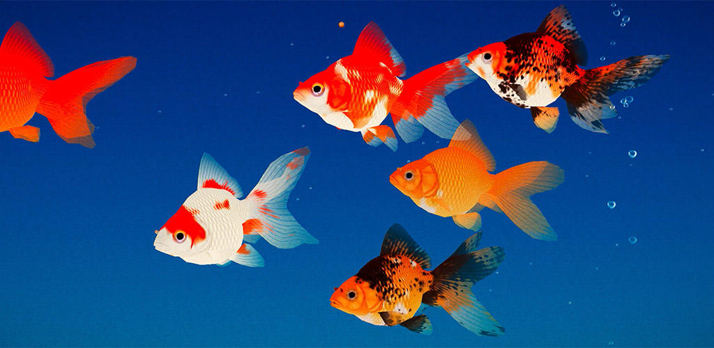 Banner of Goldfish 3D Relaxing Aquarium 2.30