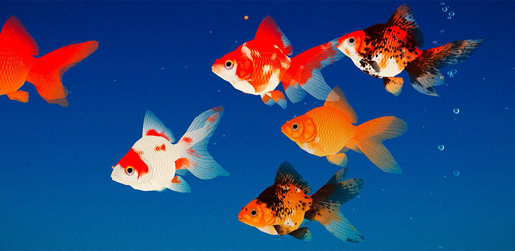 Banner of Goldfish 3D Relaxing Aquarium 