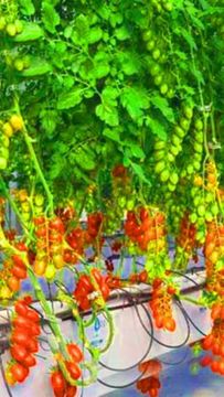 Escape Fruit Sense Game Screenshot