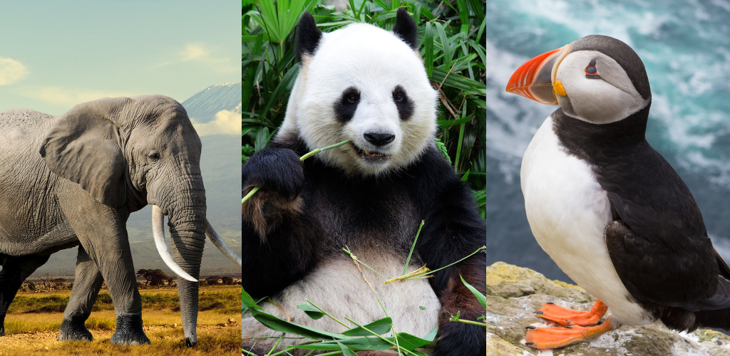 Banner of 動物クイズゲーム：哺乳類、鳥、爬虫類、魚、恐竜を学びましょう 3.8.0