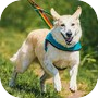 Icon of Dog Walk: Animal Rescue Game
