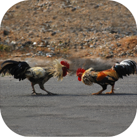 Farm Rooster Simulator