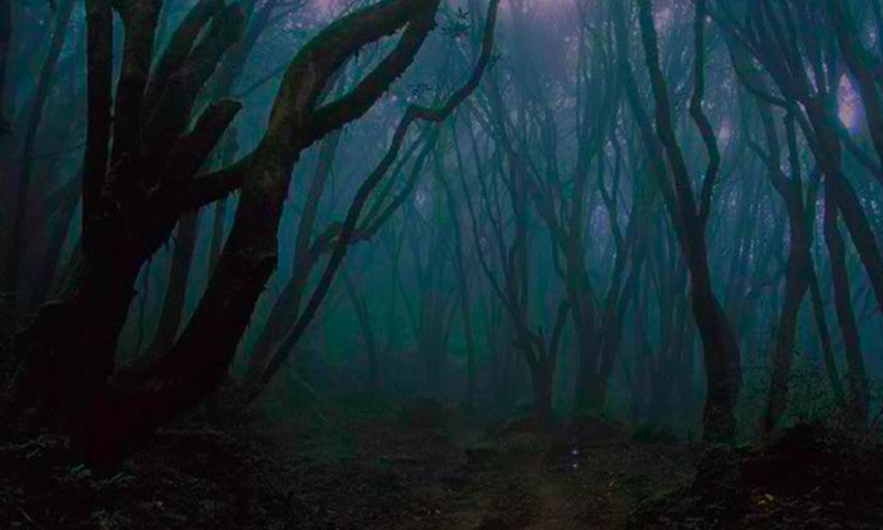 Скриншот игры Escape From Alarming Forest