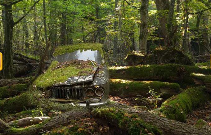 放棄された森林の宝物 ゲームのスクリーンショット