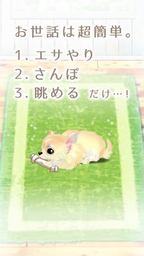 癒しの子犬育成ゲーム〜チワワ編〜 게임 스크린샷
