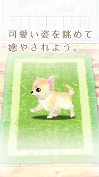 癒しの子犬育成ゲーム〜チワワ編〜 게임 스크린샷