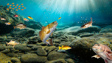 Catch Fish Games Offline Game Screenshot