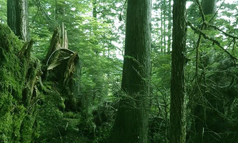 Screenshot of Tongass National Forest Escape
