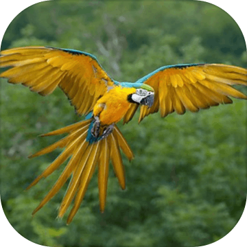 Parrot Bubble Shooter