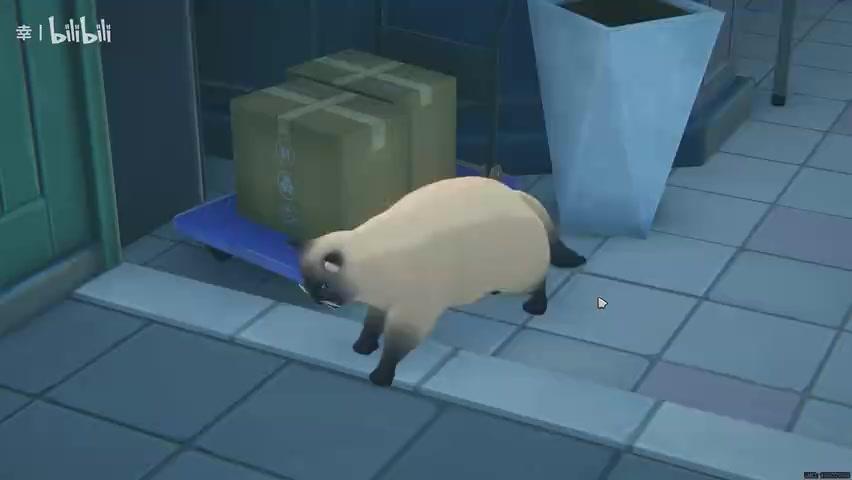 The fattest cat in ZZZ